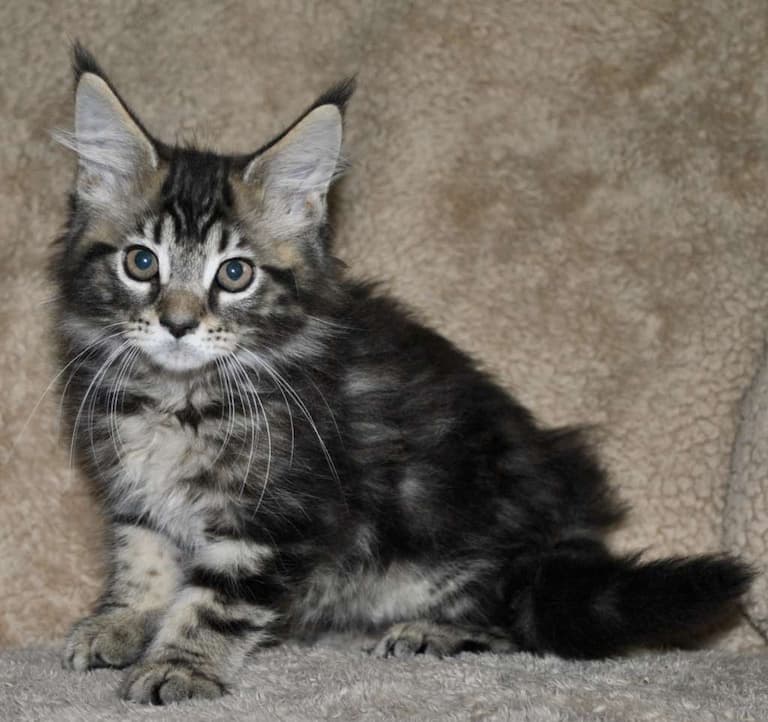 Maine Coon Kittens for Sale & Breeders Near Me | Pets4You